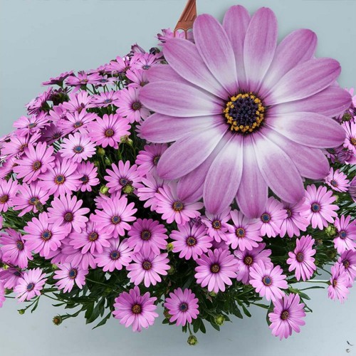 Osteospermum ecklonis 'Erato® Compact Rose Bicolor' - Eckloni kuldkakar 'Erato® Compact Rose Bicolor'  